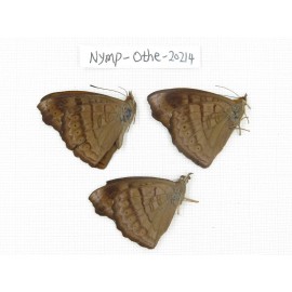 Pseudergolis wedah ssp. China, Yunnan, Nujiang county, N of Nujiang valley. 3M. Nymp-Othe-20214.