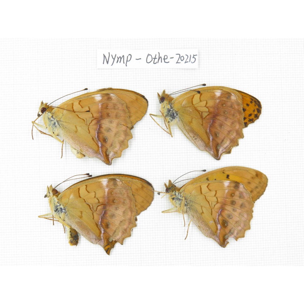 Damora sagana ssp. China, Yunnan, Nujiang county, N of Nujiang valley. 4M. Nymp-Othe-20215.