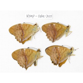 Damora sagana ssp. China, Yunnan, Nujiang county, N of Nujiang valley. 4M. Nymp-Othe-20215.