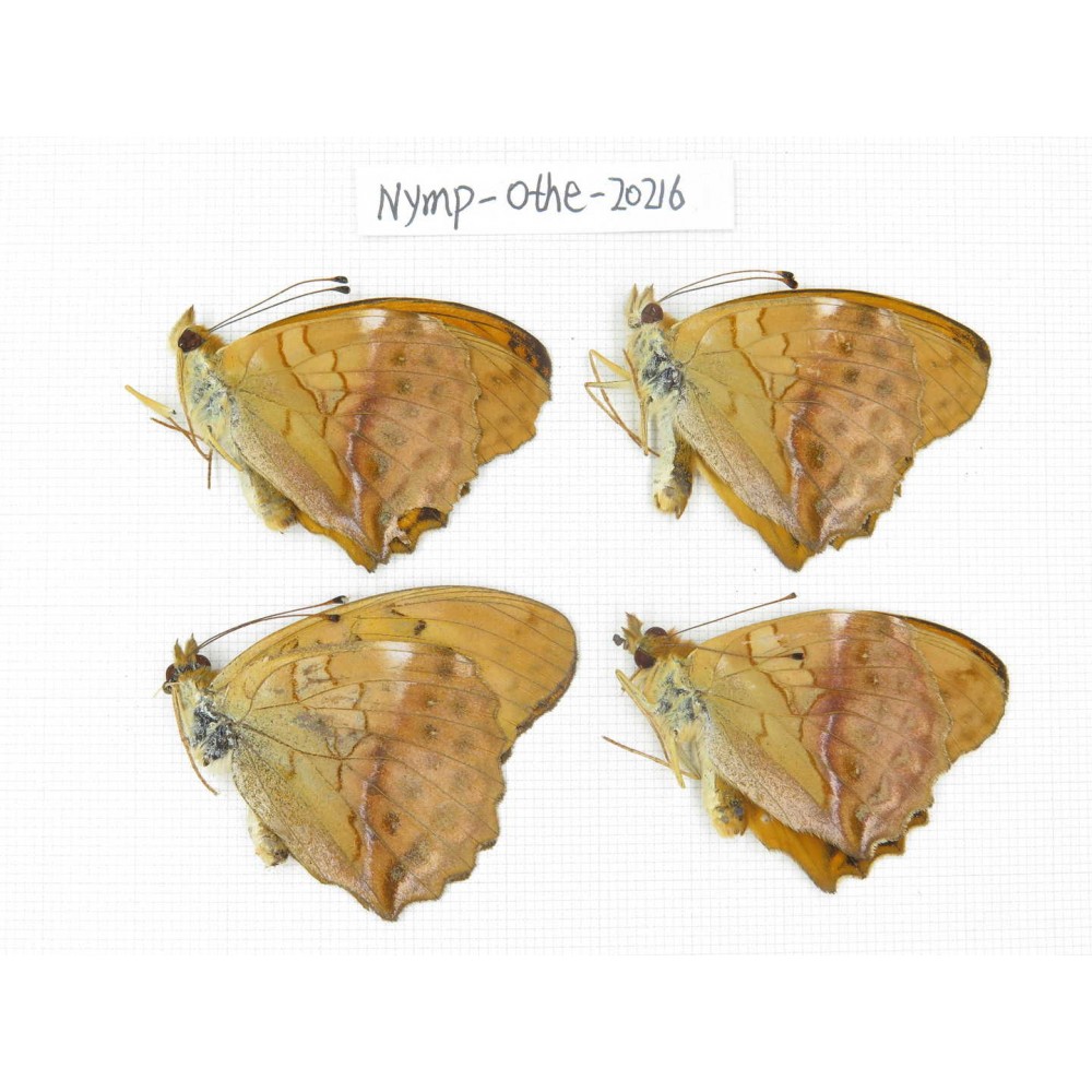 Damora sagana ssp. China, Yunnan, Nujiang county, N of Nujiang valley. 4M. Nymp-Othe-20216.