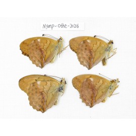 Damora sagana ssp. China, Yunnan, Nujiang county, N of Nujiang valley. 4M. Nymp-Othe-20216.