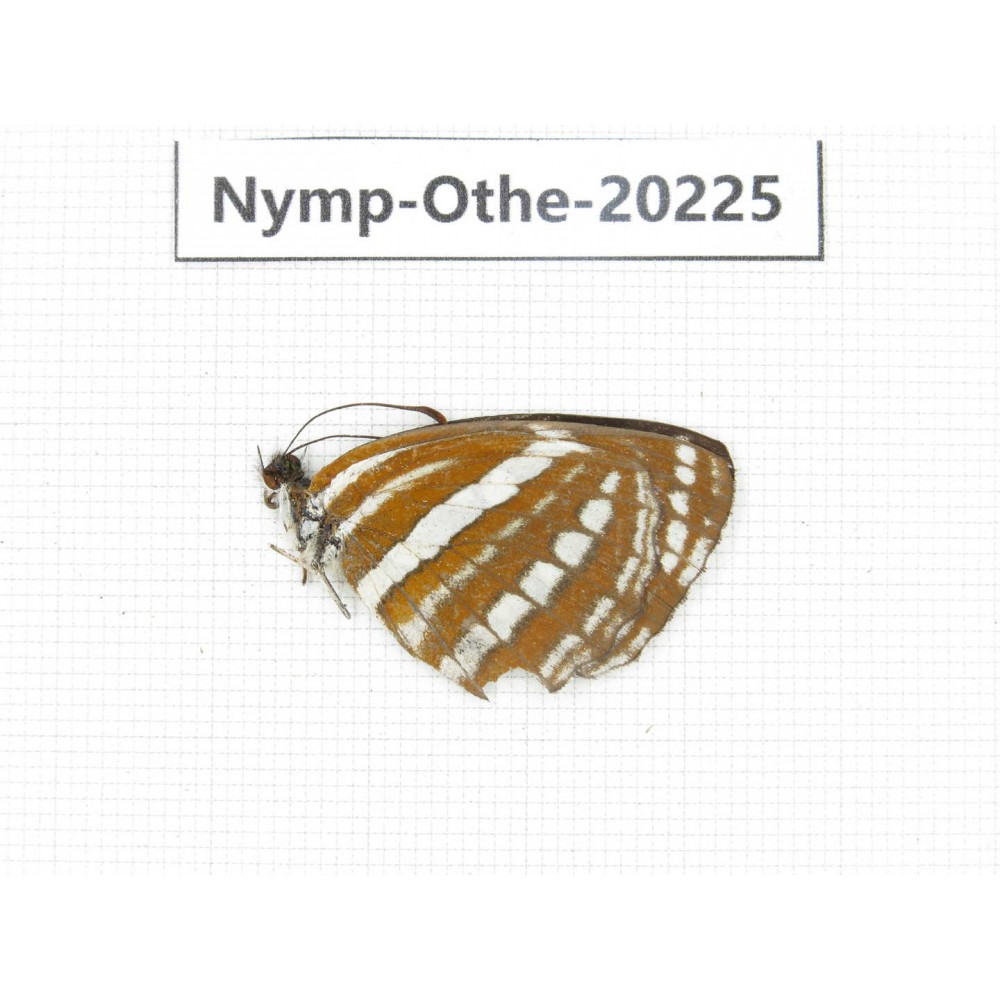 Neptis hylas ssp. China, Yunnan, Nujiang county, N of Nujiang valley. 1M. Nymp-Othe-20225.