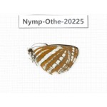 Neptis hylas ssp. China, Yunnan, Nujiang county, N of Nujiang valley. 1M. Nymp-Othe-20225.