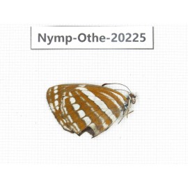 Neptis hylas ssp. China, Yunnan, Nujiang county, N of Nujiang valley. 1M. Nymp-Othe-20225.