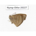 Pseudergolis wedah ssp. China, Yunnan, Nujiang county, N of Nujiang valley. 1M. Nymp-Othe-20227.