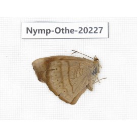 Pseudergolis wedah ssp. China, Yunnan, Nujiang county, N of Nujiang valley. 1M. Nymp-Othe-20227.