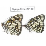Sephisa princeps ssp. China, Yunnan, Nujiang valley, C part of Mt. Nushan. 2M. Nymp-Othe-20130.