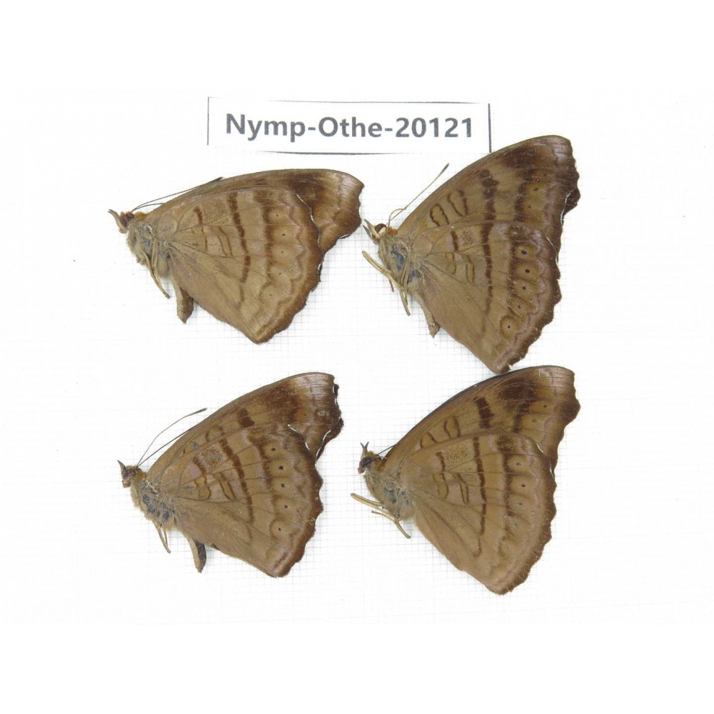 Pseudergolis wedah ssp. China, Yunnan, Nujiang valley, C part of Mt. Nushan. 4M. Nymp-Othe-20121.