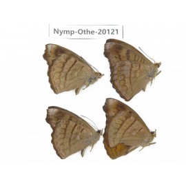 Pseudergolis wedah ssp. China, Yunnan, Nujiang valley, C part of Mt. Nushan. 4M. Nymp-Othe-20121.