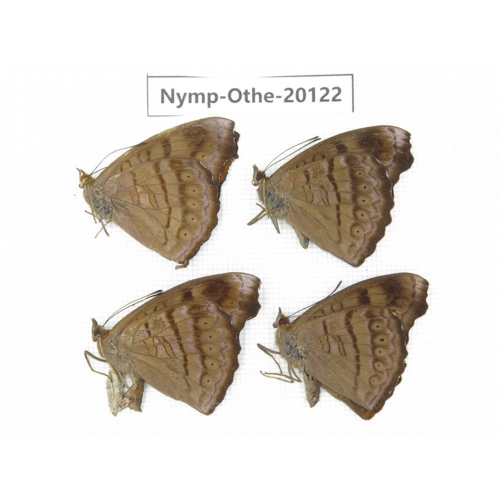 Pseudergolis wedah ssp. China, Yunnan, Nujiang valley, C part of Mt. Nushan. 4M. Nymp-Othe-20122.