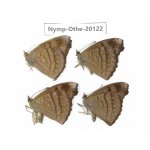 Pseudergolis wedah ssp. China, Yunnan, Nujiang valley, C part of Mt. Nushan. 4M. Nymp-Othe-20122.
