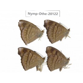 Pseudergolis wedah ssp. China, Yunnan, Nujiang valley, C part of Mt. Nushan. 4M. Nymp-Othe-20122.