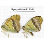 Argyronome liaodice ssp. China, Yunnan, Nujiang valley, Gongshan county, Bingzhongluo. 2M. Nymp-Othe-212164.