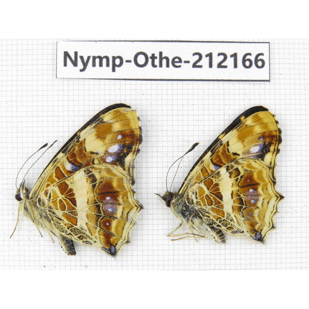 Araschnia prorsoides ssp. China, Yunnan, Nujiang valley, Gongshan county, Bingzhongluo. 2M. Nymp-Othe-212166.