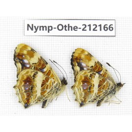 Araschnia prorsoides ssp. China, Yunnan, Nujiang valley, Gongshan county, Bingzhongluo. 2M. Nymp-Othe-212166.