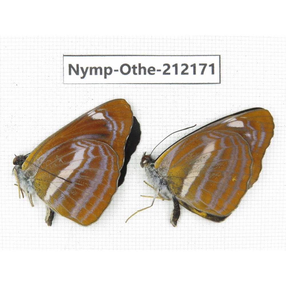 Neptis namba. China, Yunnan, Nujiang valley, Gongshan county, Bingzhongluo. 2M. Nymp-Othe-212171.