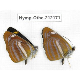 Neptis namba. China, Yunnan, Nujiang valley, Gongshan county, Bingzhongluo. 2M. Nymp-Othe-212171.