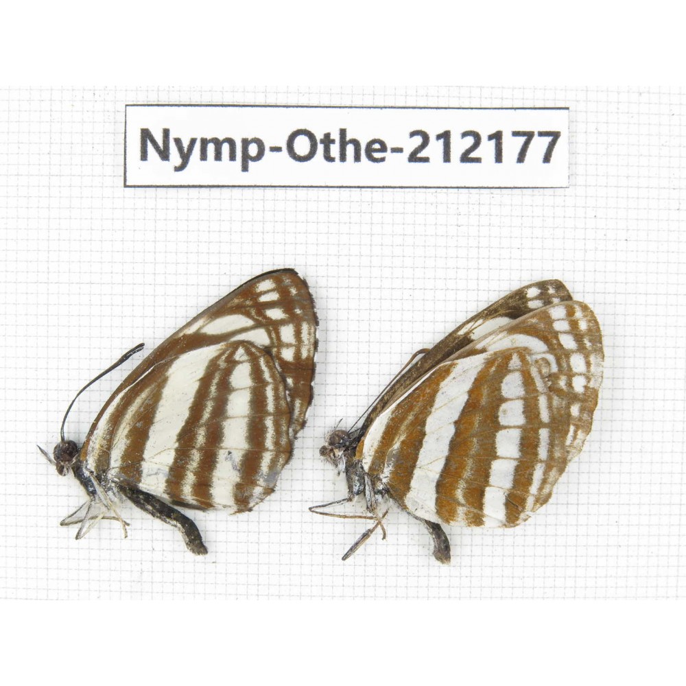Neptis sappho ssp. China, Yunnan, Nujiang valley, Gongshan county, Bingzhongluo. 2M. Nymp-Othe-212177.
