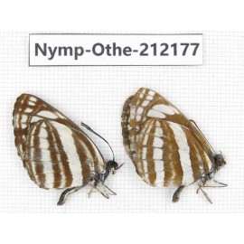 Neptis sappho ssp. China, Yunnan, Nujiang valley, Gongshan county, Bingzhongluo. 2M. Nymp-Othe-212177.