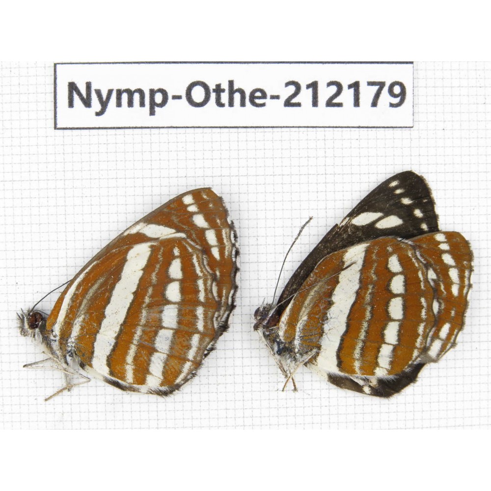 Neptis hylas ssp. China, Yunnan, Nujiang valley, Gongshan county, Bingzhongluo. 2M. Nymp-Othe-212179.