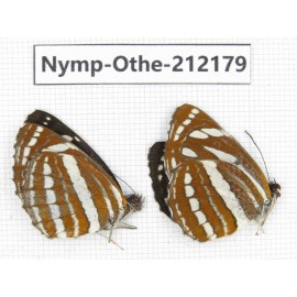 Neptis hylas ssp. China, Yunnan, Nujiang valley, Gongshan county, Bingzhongluo. 2M. Nymp-Othe-212179.