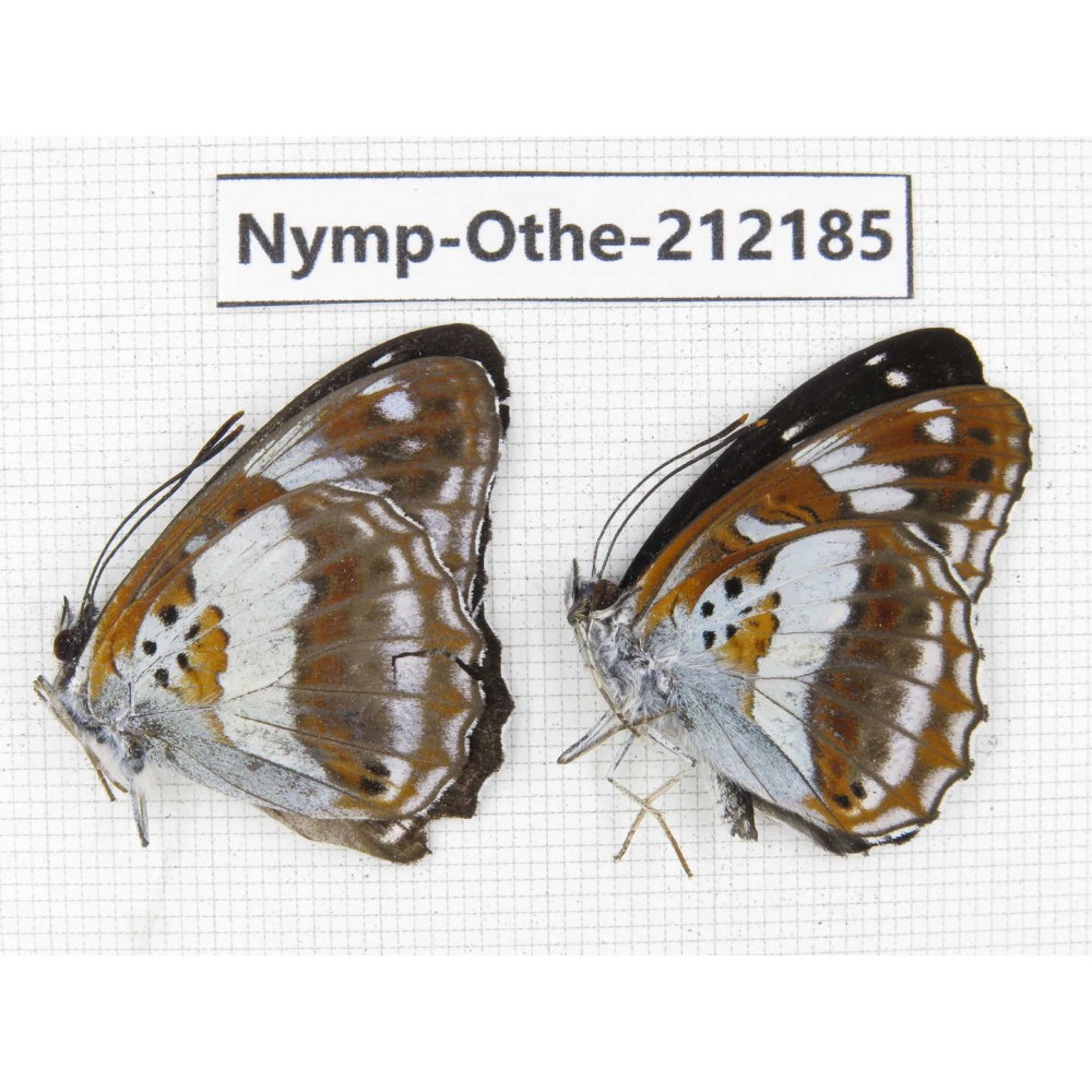 Limenitis homeyeri ssp. China, Yunnan, Nujiang valley, Gongshan county, Bingzhongluo. 2M. Nymp-Othe-212185.