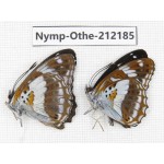 Limenitis homeyeri ssp. China, Yunnan, Nujiang valley, Gongshan county, Bingzhongluo. 2M. Nymp-Othe-212185.