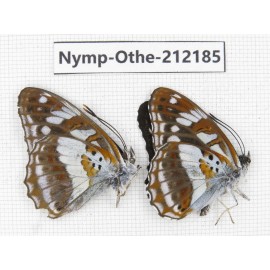 Limenitis homeyeri ssp. China, Yunnan, Nujiang valley, Gongshan county, Bingzhongluo. 2M. Nymp-Othe-212185.