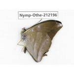 Auzakia danava. China, Yunnan, Nujiang valley, Gongshan county, Bingzhongluo. 1M. Nymp-Othe-212196.