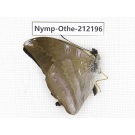 Auzakia danava. China, Yunnan, Nujiang valley, Gongshan county, Bingzhongluo. 1M. Nymp-Othe-212196.