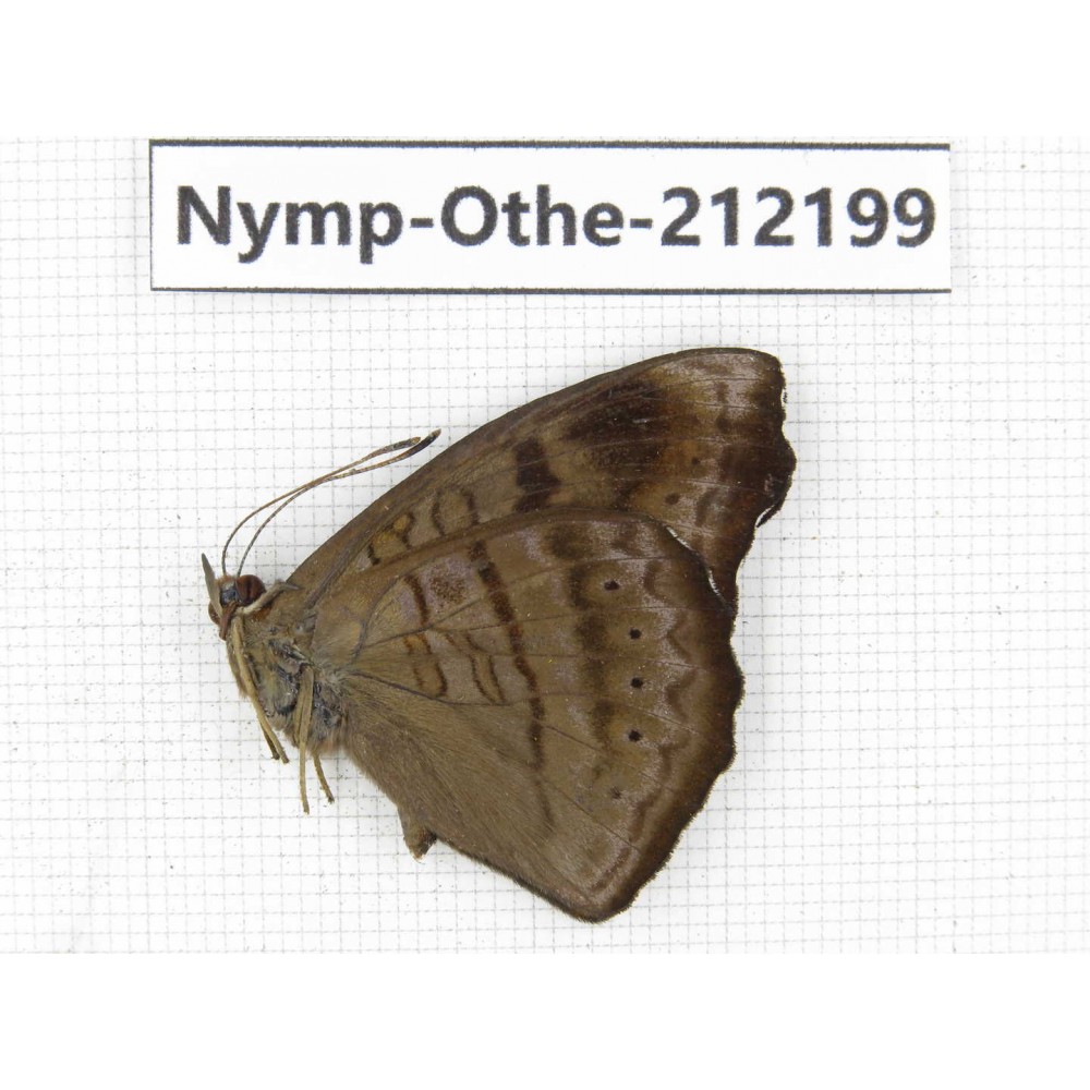 Pseudergolis wedah ssp. China, Yunnan, Nujiang valley, Gongshan county, Bingzhongluo. 1M. Nymp-Othe-212199.