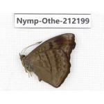 Pseudergolis wedah ssp. China, Yunnan, Nujiang valley, Gongshan county, Bingzhongluo. 1M. Nymp-Othe-212199.