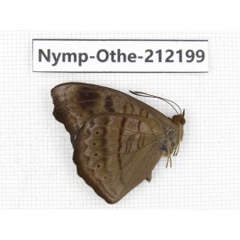 Pseudergolis wedah ssp. China, Yunnan, Nujiang valley, Gongshan county, Bingzhongluo. 1M. Nymp-Othe-212199.