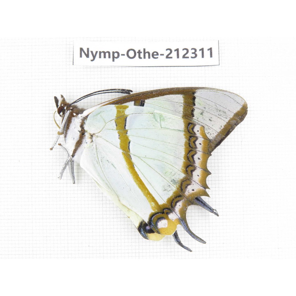 Polyura eudamippus ssp. China, Yunnan, Nujiang valley, Gongshan county, Bingzhongluo. 1M. Nymp-Othe-212311.