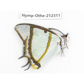 Polyura eudamippus ssp. China, Yunnan, Nujiang valley, Gongshan county, Bingzhongluo. 1M. Nymp-Othe-212311.