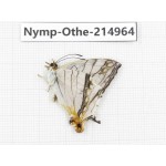 Cyrestis thyodamas ssp. China, Yunnan, Nujiang valley, N of Mt.Biluoxueshan. 1M. Nymp-Othe-214964.