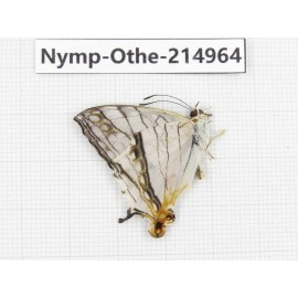 Cyrestis thyodamas ssp. China, Yunnan, Nujiang valley, N of Mt.Biluoxueshan. 1M. Nymp-Othe-214964.