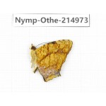 Symbrenthia lilaea. China, Yunnan, Nujiang valley, N of Mt.Biluoxueshan. 1M. Nymp-Othe-214973.