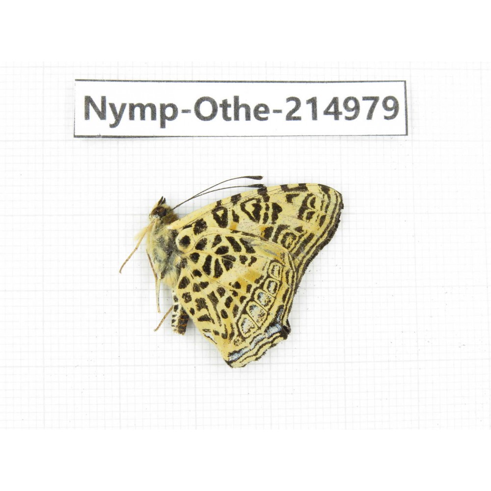 Symbrenthia hypselis. China, Yunnan, Nujiang valley, N of Mt.Biluoxueshan. 1M. Nymp-Othe-214979.