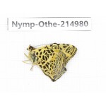 Symbrenthia hypselis. China, Yunnan, Nujiang valley, N of Mt.Biluoxueshan. 1M. Nymp-Othe-214980.