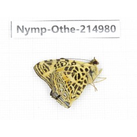 Symbrenthia hypselis. China, Yunnan, Nujiang valley, N of Mt.Biluoxueshan. 1M. Nymp-Othe-214980.