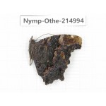 Kaniska canace ssp. China, Yunnan, Nujiang valley, N of Mt.Biluoxueshan. 1M. Nymp-Othe-214994.