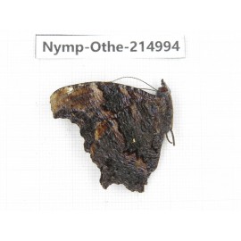 Kaniska canace ssp. China, Yunnan, Nujiang valley, N of Mt.Biluoxueshan. 1M. Nymp-Othe-214994.
