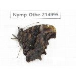 Kaniska canace ssp. China, Yunnan, Nujiang valley, N of Mt.Biluoxueshan. 1M. Nymp-Othe-214995.
