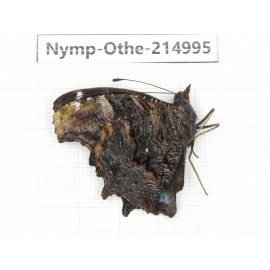 Kaniska canace ssp. China, Yunnan, Nujiang valley, N of Mt.Biluoxueshan. 1M. Nymp-Othe-214995.