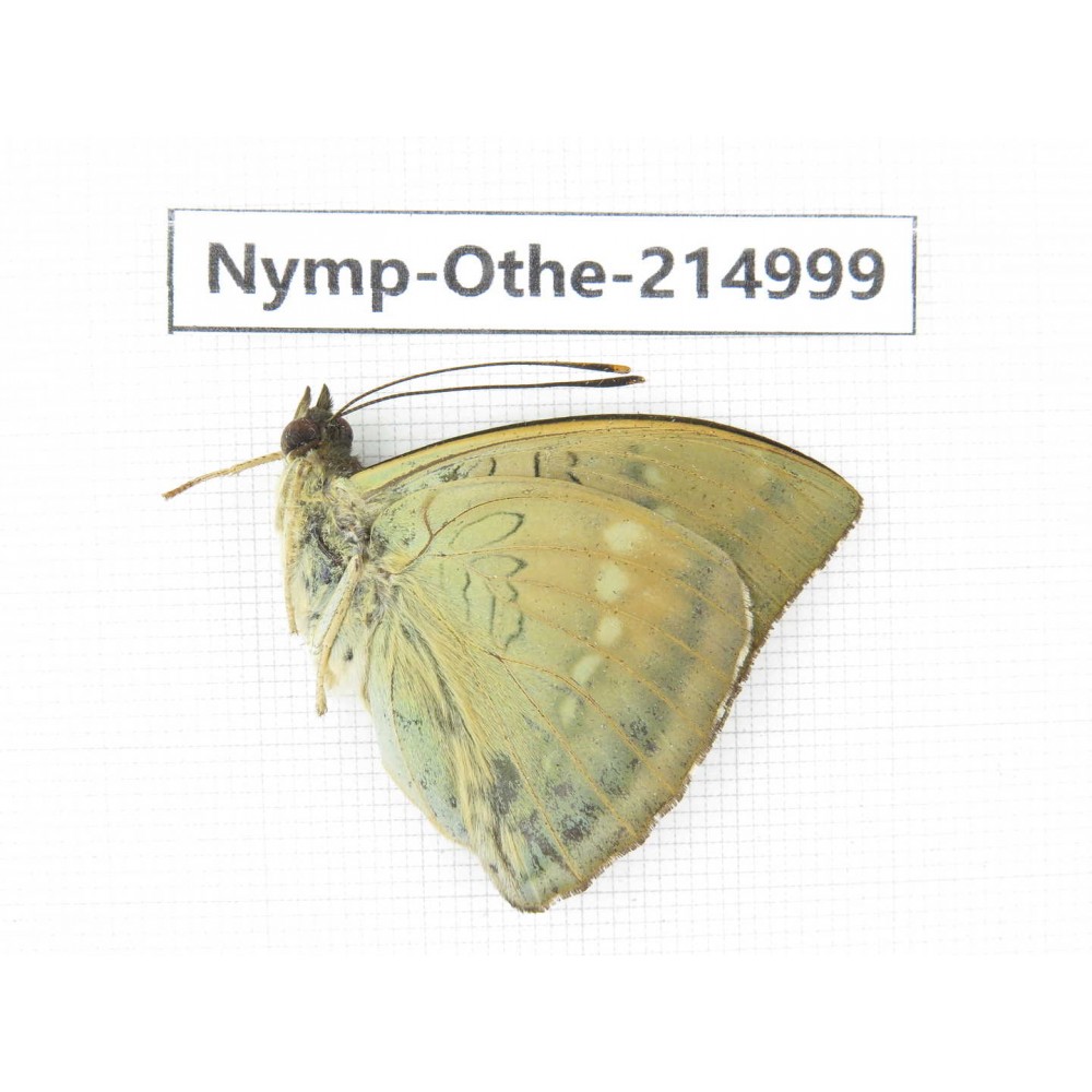Euthalia nara. China, Yunnan, Nujiang valley, N of Mt.Biluoxueshan. 1M. Nymp-Othe-214999.
