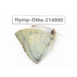 Euthalia nara. China, Yunnan, Nujiang valley, N of Mt.Biluoxueshan. 1M. Nymp-Othe-214999.