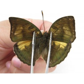 Euthalia nara. China, Yunnan, Nujiang valley, N of Mt.Biluoxueshan. 1M. Nymp-Othe-214999.