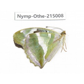 Damora sagana. China, Yunnan, Nujiang valley, N of Mt.Biluoxueshan. 1F. Nymp-Othe-215008.