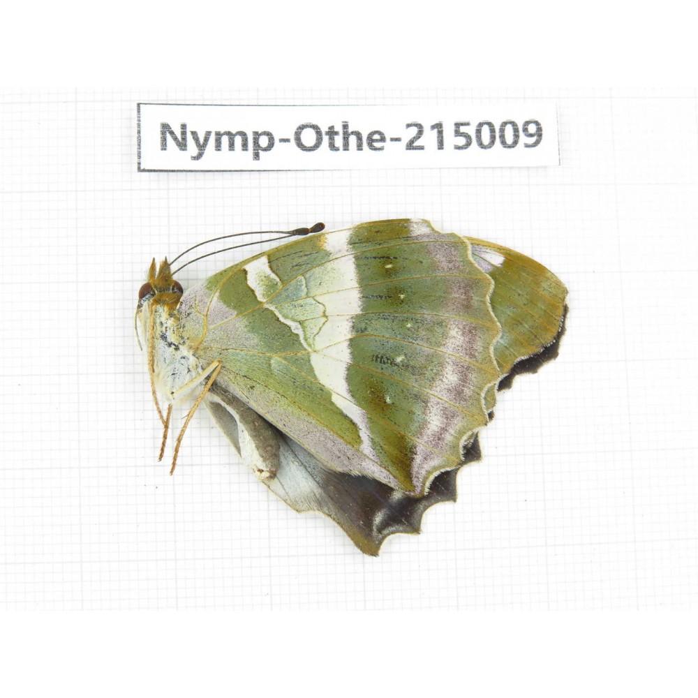 Damora sagana. China, Yunnan, Nujiang valley, N of Mt.Biluoxueshan. 1F. Nymp-Othe-215009.